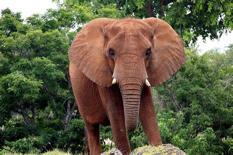 Free Photo African Bush Elephant Elephant Animal Pachyderm