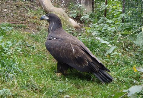 Pan Aves Listopadu 2015