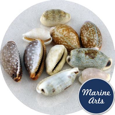 Art & Craft Pack - Mini Cowrie Shells - Online Shells - Buy Sea Shells png image