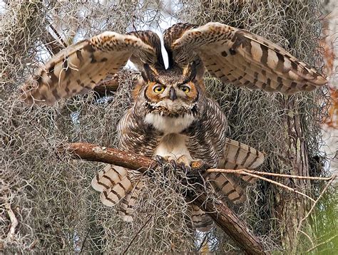 Kenn Kaufman Sets Owl Finding Record In Southeastern