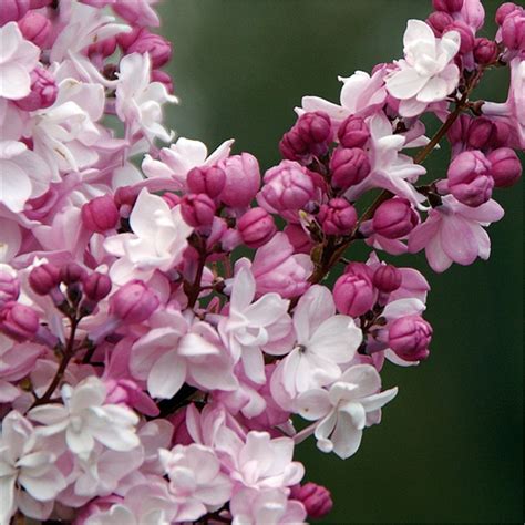 Sweetheart French Lilac Syringa Most Fragrant Lilac In The World
