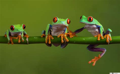 Green Frog Wallpapers Wallpaper Cave