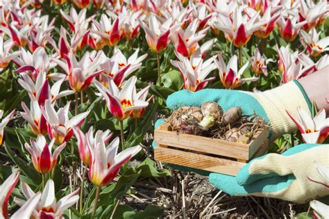 How To Care For Bulbs Levys Lawns And Landscaping