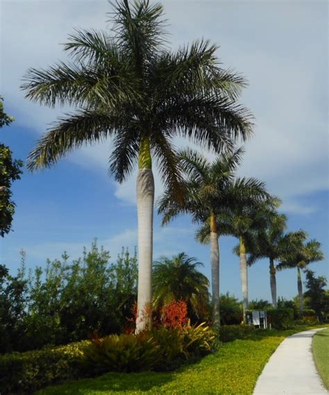 Are Royal Palms Dangerous During A Hurricane Yard Doc Carol