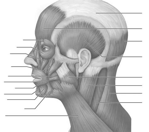 Lateral View Of Muscles Of The Scalp Face And Neck Diagram Quizlet