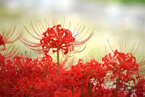 Những Hình ảnh Hoa Bỉ Ngạn đẹp Nhất