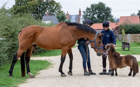 The american miniature horse association and the american miniature horse registry both determine a 34 inch maximum height or. Trend for 'mini' horses leads to rise in animals being ...