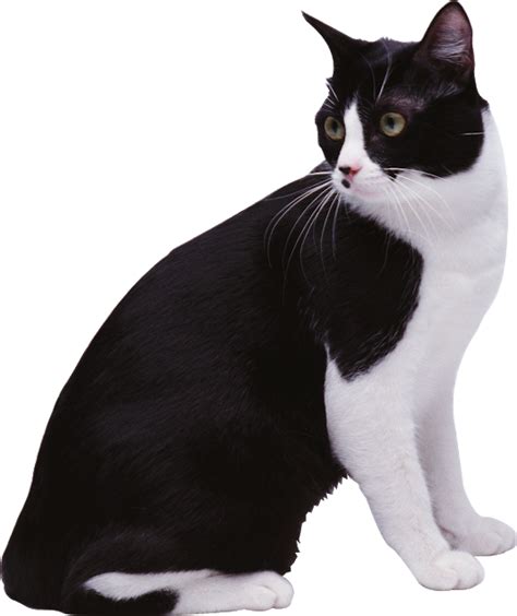 O Gato Preto E Branco Dos Desenhos Animados Gato Preto E Branco Branco