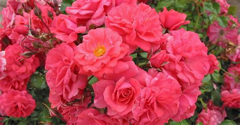 10 Bio Tipps Für Gesunde Rosen Mein Schöner Garten