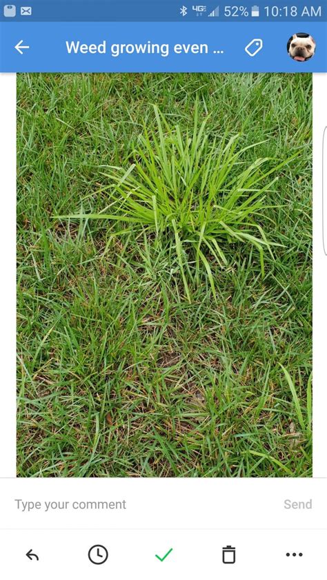 Grassy Weed Id Lawnsite