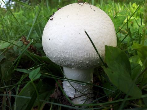 Fun With Fungi Agaricus Sylvicola The Wood Mushroom