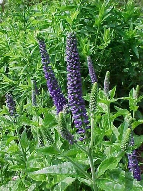 Care tips for low maintenance perennial flowers. Veronica Sunny Border Blue perennial | Herbaceous ...