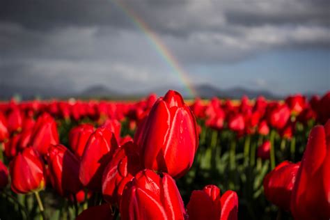 Rainbow Red Tulip Flower Fields Skagit Valley Washington Red Tulips