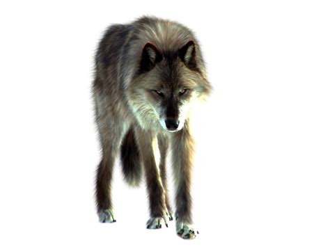 Wolf Looking On The Ground Png Image Purepng Free Transparent Cc0