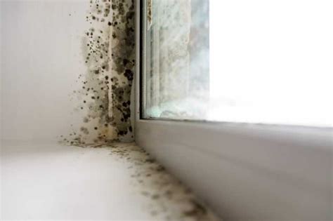 5 Ways To Find Mold In Your Home