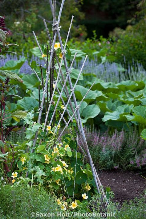 This trellis has a natural look that will add a fun aesthetic element to your garden. Rustic, bamboo A-frame trellis support for flowering ...