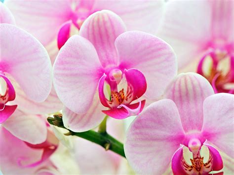Orchid Flowers Photo 22283856 Fanpop