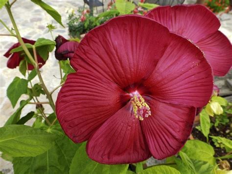 Hardy Hibiscus Pruning How And When To Prune Perennial Hibiscus Plants