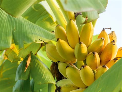 19 Different Types Of Bananas A Complete Introduction 2023