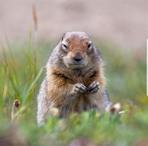 Maybe you would like to learn more about one of these? Arctic ground squirrel | Ground squirrel, Animal planet ...