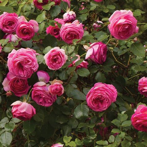 Pretty In Pink Eden Climbing Rose Climber Rose Bush Organic Grown