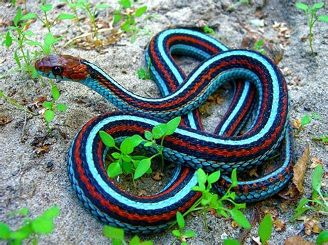 San Francisco Garter Snake Thamnophis Sirtalis Tetrataenia 1024×768