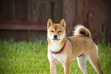 100 Shiba Inu Dog Names Fun Meaningful And Japanese Ideas Hepper