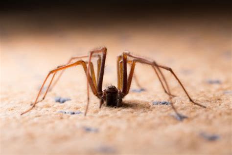 Identifying Common House Spiders In California