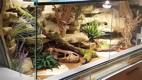 Came Across This Tank Set Up In A Leopard Gecko Group Don T Know Who