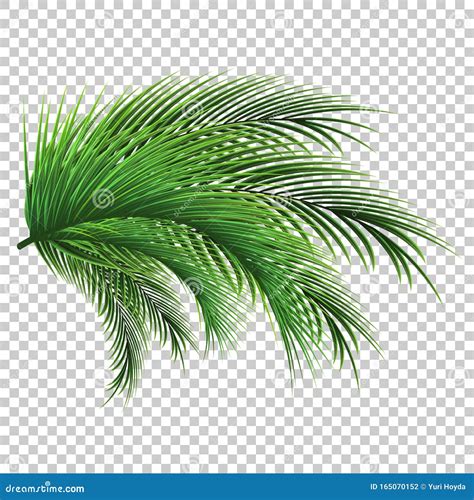 Palmbladeren Groen Blad Van Palmboom Op Transparante Achtergrond Floral