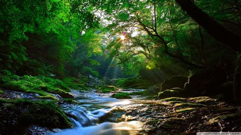 Most Beautiful Forest Wallpapers