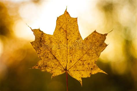 Autumn Single Yellow Maple Leaf Stock Image Image Of Fade Nature