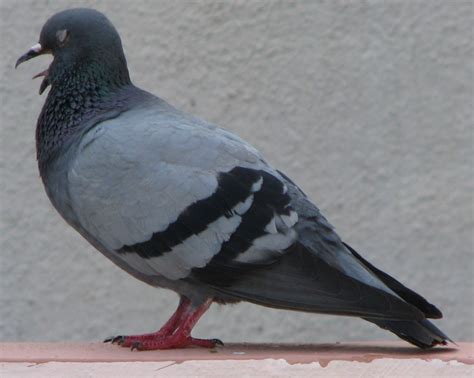 Fileindian Pigeon Wikimedia Commons