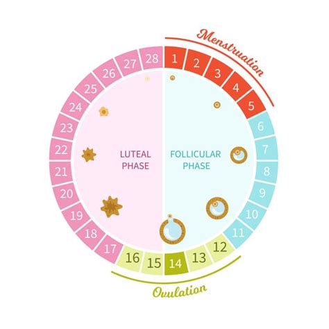 Menstrual Cycle The 4 Phases And What Happens During Each
