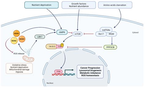 Cells Free Full Text Autophagy And The Lysosomal System In Cancer