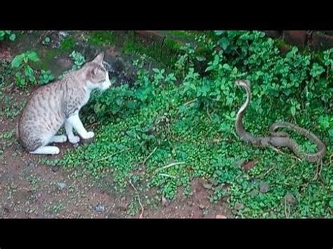Fishers are reserved by nature and are solitary in their mannerisms. Cat vs Snake, Amazing Cat Hunting Snake | Cat having ...