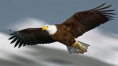 Eagle 4k Flying Wallpapers Wallpaperaccess Backgrounds