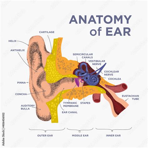 Anatomical Structure The Human Ear Anatomy Of Human Ear In Doodle And