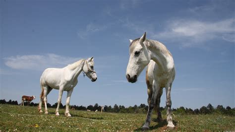 Two White Horses On Grass Field During Daytime Hd Wallpaper Wallpaper