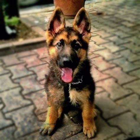 I Really Really Really Want A German Shepherd Beautiful Dogs German