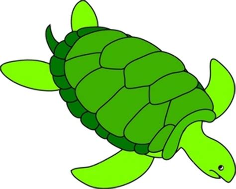 Download High Quality Turtle Clipart Ocean Transparent Png Images Art