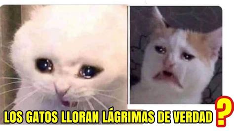 Los Gatos Lloran Lagrimas Reales Como Los Memes Virales Youtube