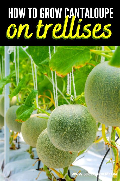 How To Grow Cantaloupe On Trellises Growing Cantaloupe Vegetable