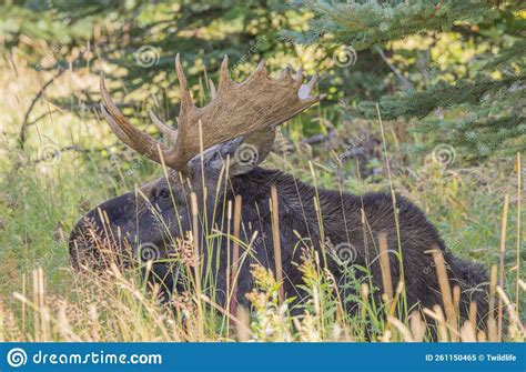 Bull Moose Bedded In Wyoming In Autumn Stock Image Image Of National