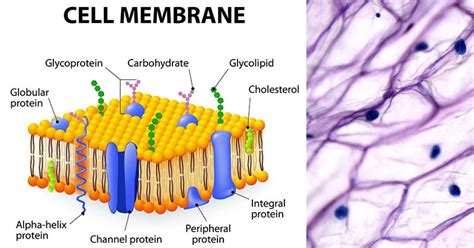 Plasma Membrane Structure Composition Functions