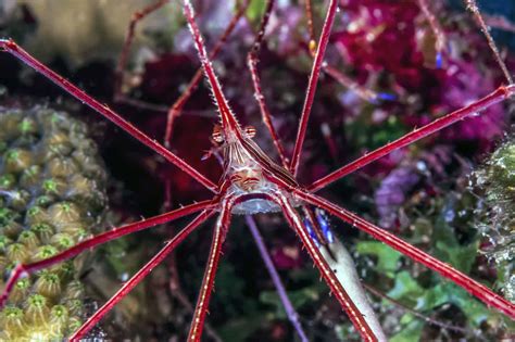 How To Best Care For An Arrow Crab Everything You Need To Know