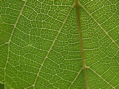 Check spelling or type a new query. Leaf Cell Structure | Sciencing