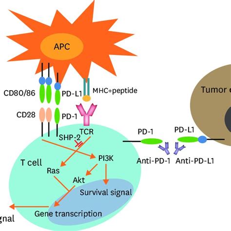 Pd 1 Pathway Signaling And The Targeting Of The Pd 1 Pathway During