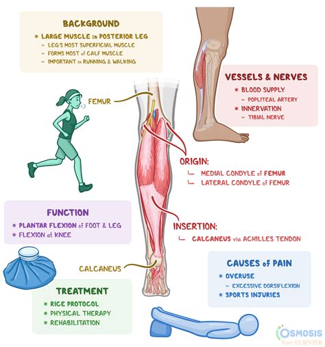 Gastrocnemius What Is It Location Injury And More Osmosis