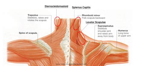 The nerves of the head and neck include the most vital and important organs of the nervous system — the brain and spinal cord — as well as the organs of the special senses. neck area - The Pilates Works